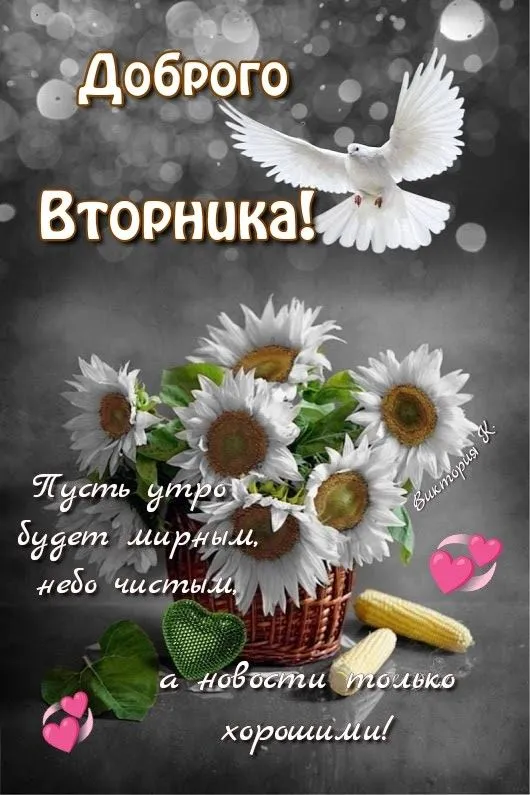 Картинки Доброе утро вторника. С Добрым утром вторника - картинки красивые и необычные