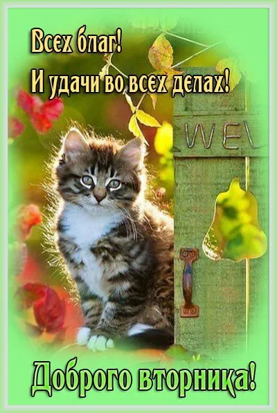 Картинки Доброе утро вторника. Картинки "Доброе утро вторника" красивые
