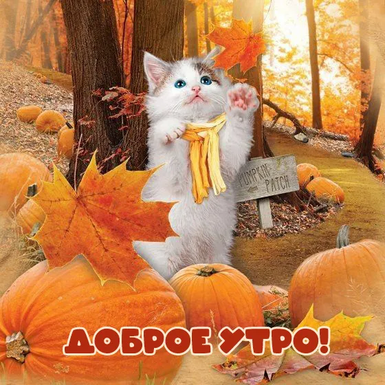 Осенние картинки "Доброе утро" (65 открыток). Прикольные осенние картинки "С Добрым утром"