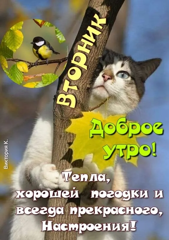 Картинки Доброе утро вторника. С Добрым утром вторника - прикольные картинки