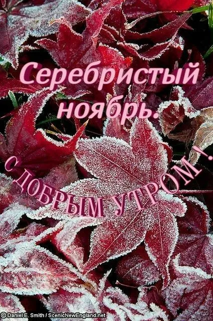 Картинки Доброе утро ноября. Картинки с Добрым утром ноября красивые и прикольноые