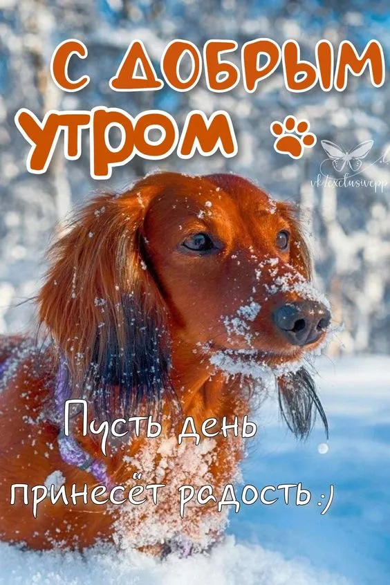 Картинки Доброго зимнего утра. Прикольные картинки Доброго зимнего утра