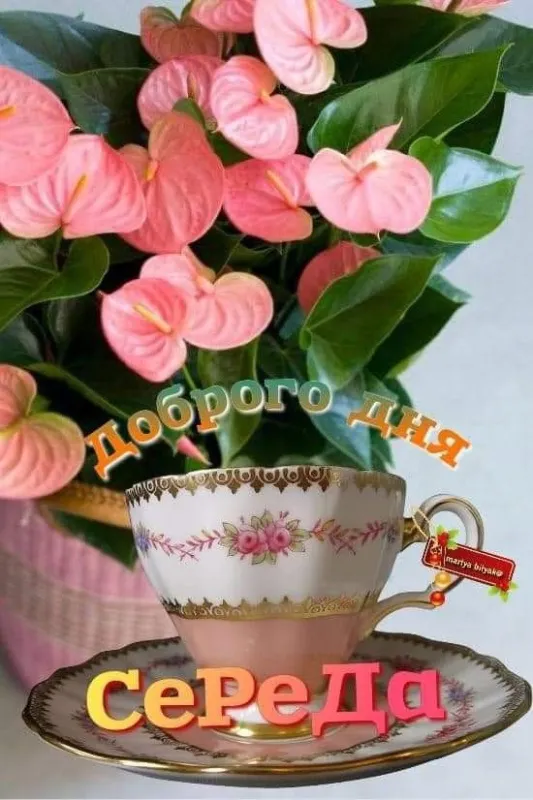 Доброе утро среды - картинки. Красивые картинки Доброе утро среды 