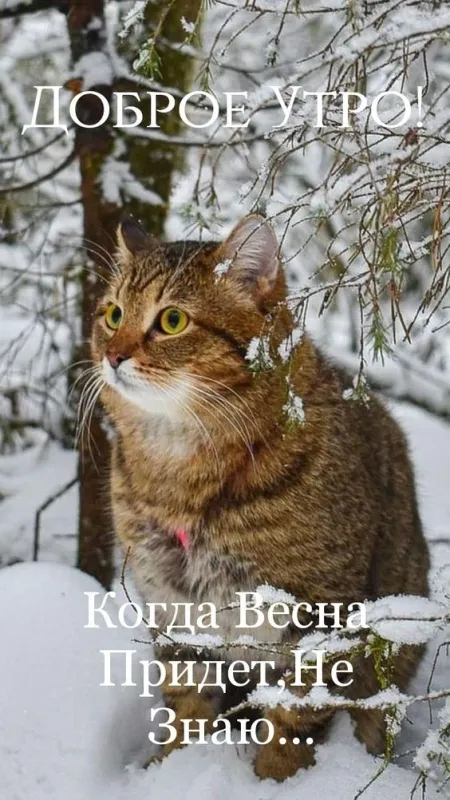 Скоро весна - картинки и гифки. Прикольные картинки "Скоро весна"