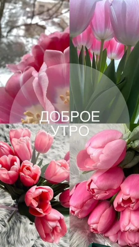Картинки и пожелания Доброго весеннего утра. Картинки Доброе утро весеннее