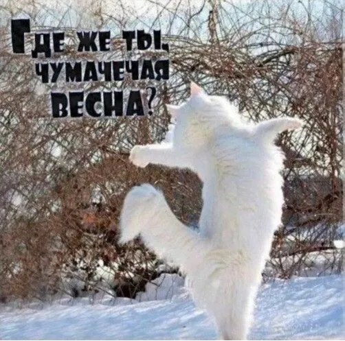 Скоро весна - картинки и гифки. Прикольные картинки "Скоро весна"