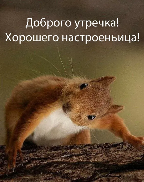 Картинки Хорошего дня и настроения . Картинки Хорошего настроения