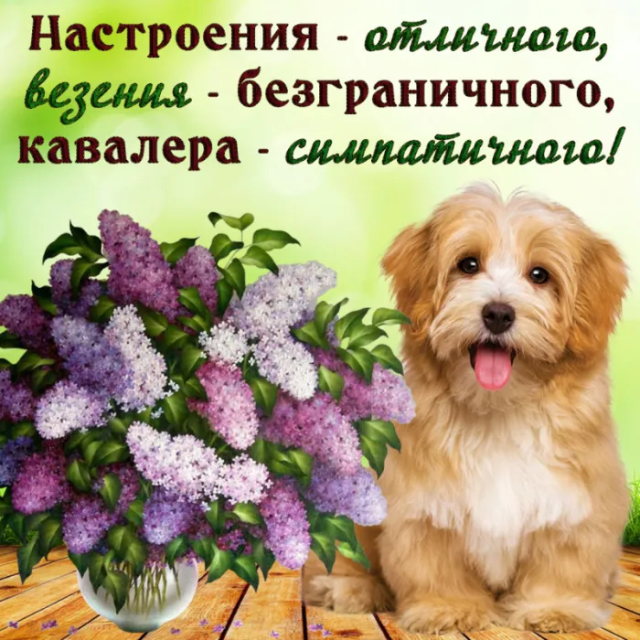 Картинки Хорошего дня и настроения . Картинки Хорошего настроения