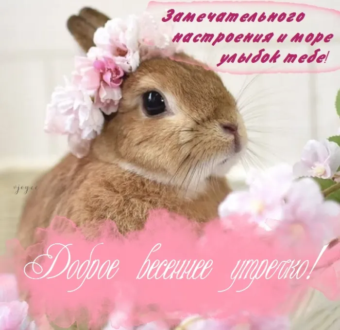 Картинки и пожелания Доброго весеннего утра. Картинки Доброе утро весеннее