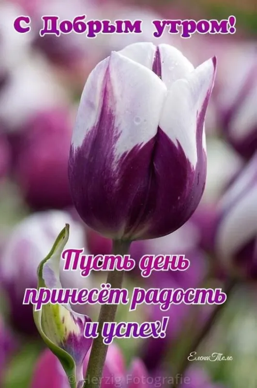 Красивые картинки с Добрым апрельским утром . Картинки с Добрым апрельским утром