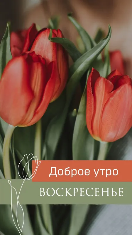 100+ картинок с Добрым утром Воскресенья. Красивые картинки Доброе утро воскресенья