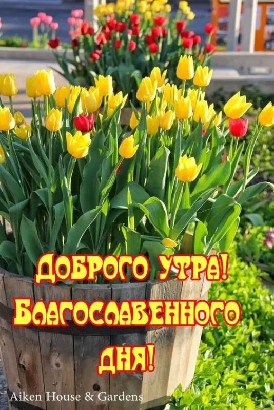 100+ картинок "Хорошего и доброго дня" . Картинки с пожеланями Хорошего и доброго дня