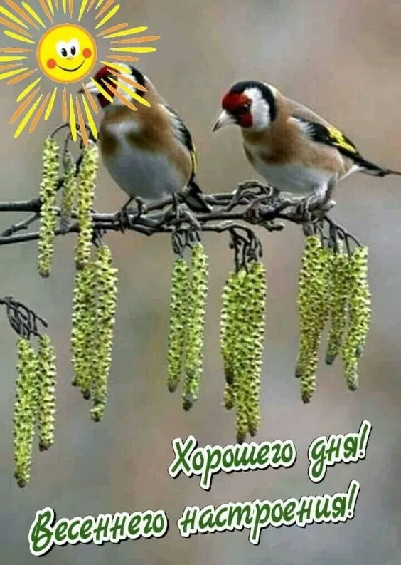 100+ картинок "Хорошего и доброго дня" . Прикольные картинки "Хорошего дня и настроения"