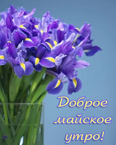 Картинки с Доброе майское утро 2024. С добрым майским утром - картинки с пожеланиями