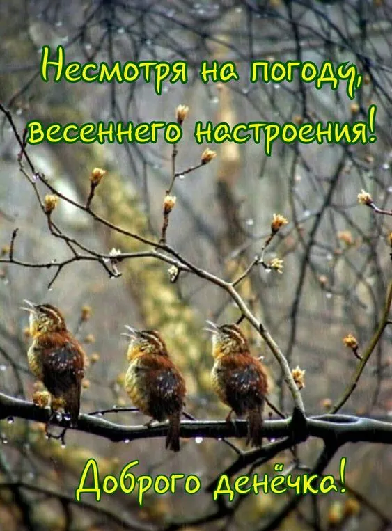 100+ картинок "Хорошего и доброго дня" . Прикольные картинки "Хорошего дня и настроения"