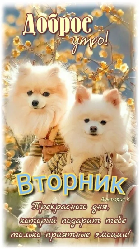 Картинки Доброе утро вторника. Картинки "Доброе утро вторника" красивые