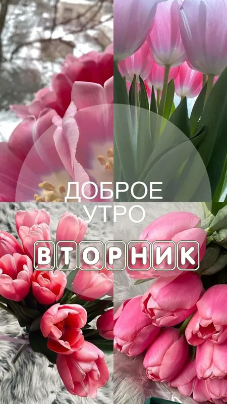 Картинки Доброе утро вторника. Картинки "Доброе утро вторника" красивые