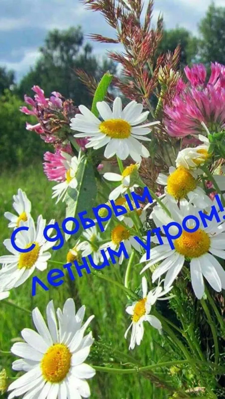 Картинки с Добрым утром июня. Доброе утро июня - картинки летние
