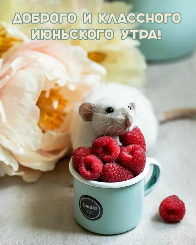 Картинки с Добрым утром июня. Картинки Доброе утро июня