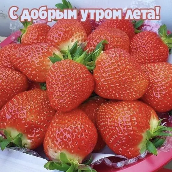 Красивые картинки с Добрым летним утром. Доброе летнее утро - картинки с пожеланиями