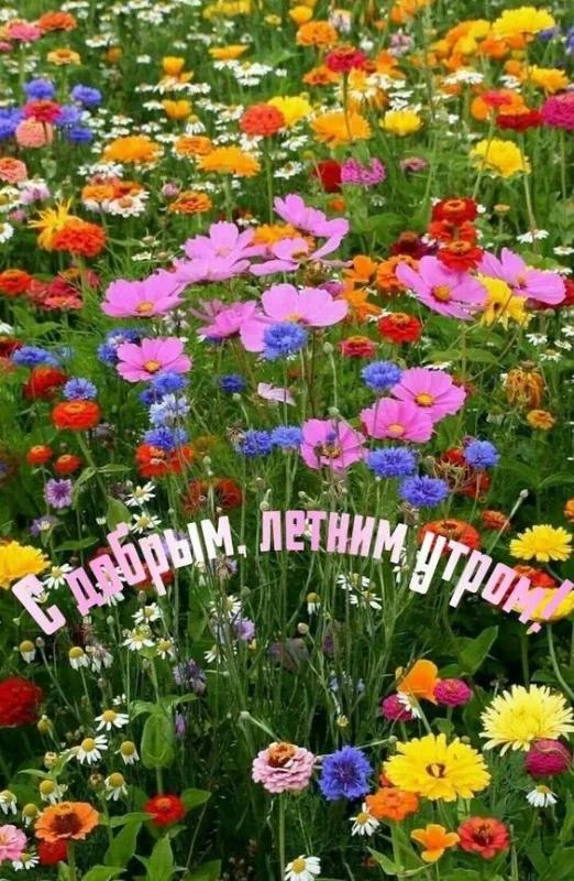 Картинки с Добрым утром июня. Картинки Доброе утро июня