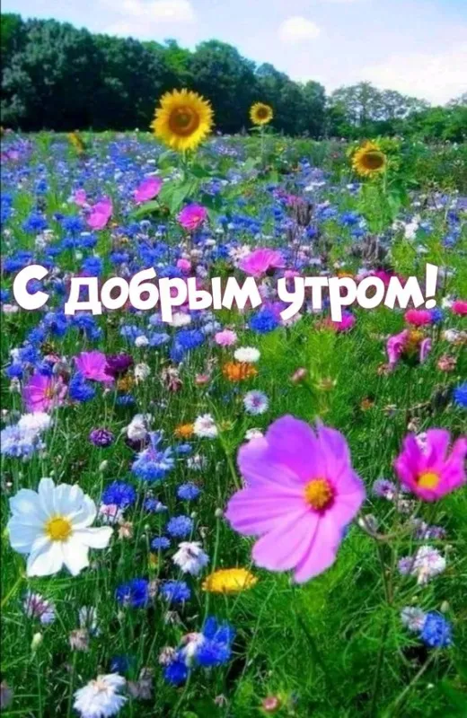 Красивые картинки с Добрым летним утром. Картинки с Добрым летним утром
