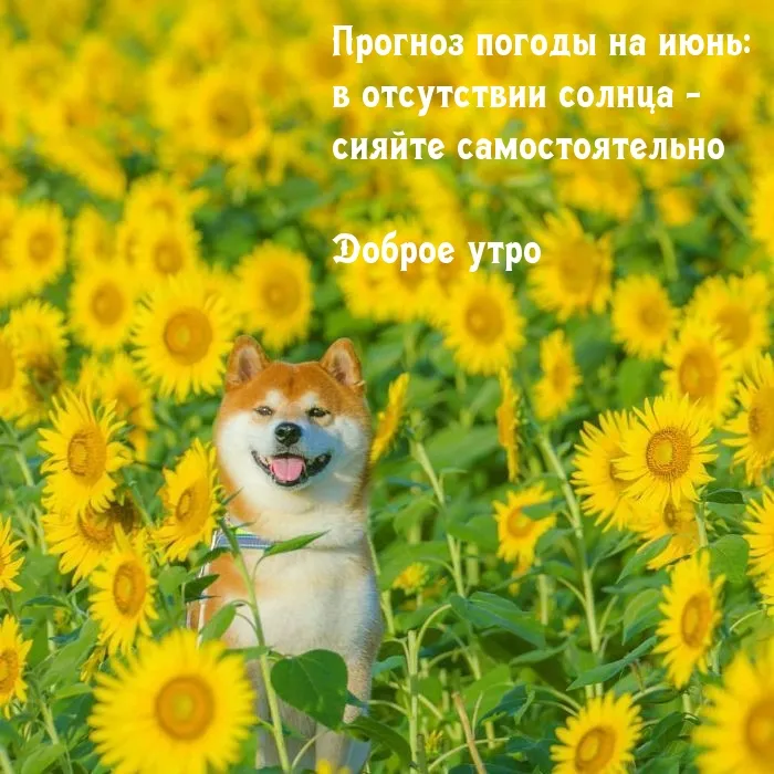 Картинки с Добрым утром июня. Доброе утро июня - картинки летние