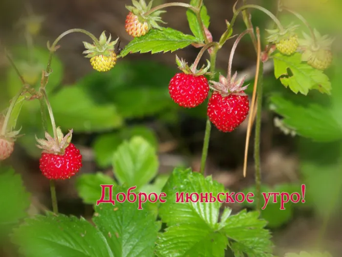 Картинки с Добрым утром июня. Доброе утро июня - картинки летние