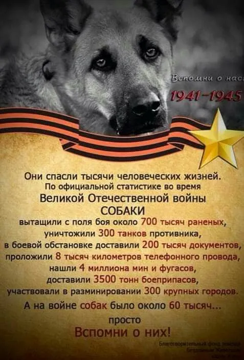 Картинки на День Победы. Картинки и открытки на день Победы к 9 мая