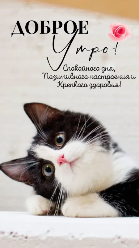 Картинки "Доброе утро" красивые и позитивные. Доброе утро - красивые и позитивные картинки для настроения