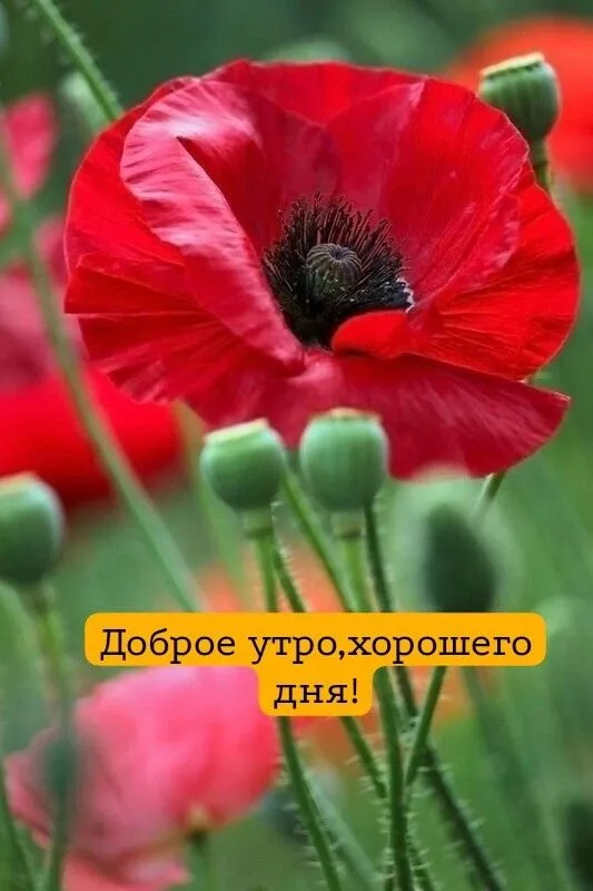 Картинки и открытки "С Добрым утром июля". Доброе утро июня - картинки с пожеланиями