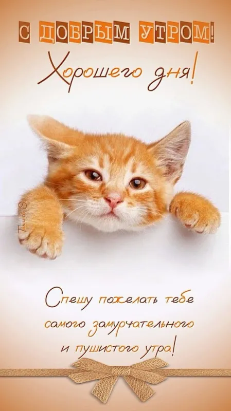 Картинки "Доброе утро" красивые и позитивные. Картинки Доброе утро позитивные с пожеланиями