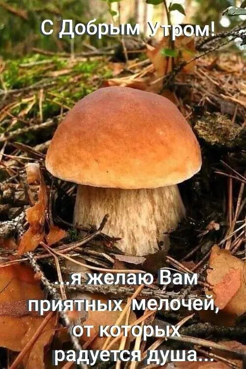 Картинки С добрым утром августа. Картинки Доброе утро в августе