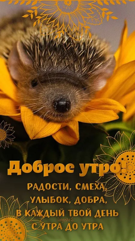 Картинки С добрым утром августа. Картинки Доброе утро в августе