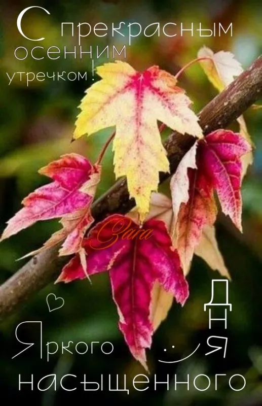 Доброе утро сентября 2024. Красивые картинки с добрым утром сентября