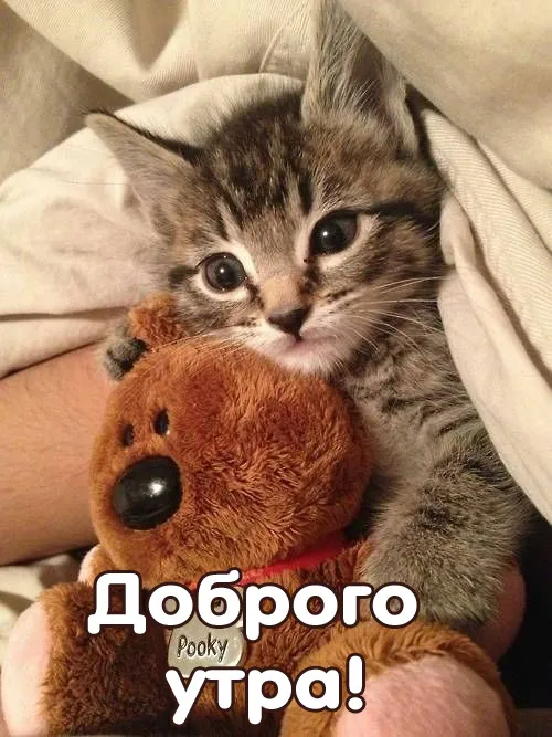 Картинки Доброе осеннее утро .