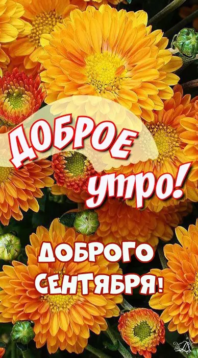 Доброе утро сентября 2024. Красивые картинки с добрым утром сентября