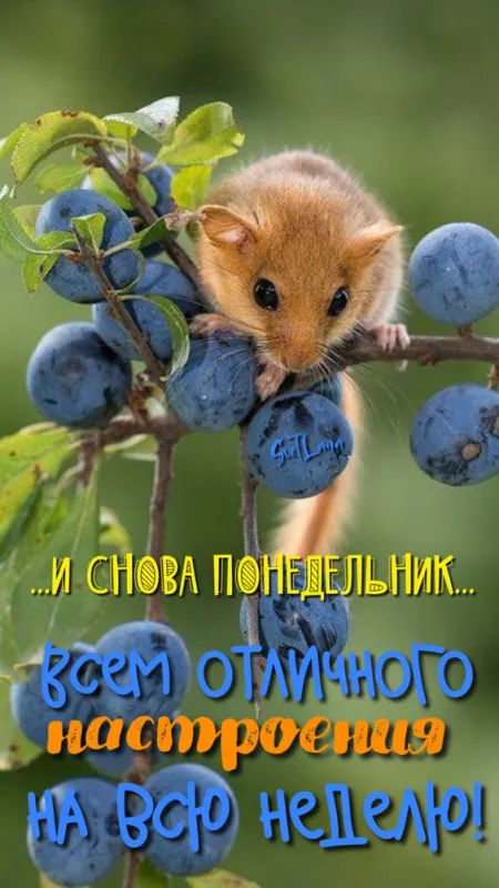 Картинки "Доброе утро понедельника". Красивые картинки Доброго утра понедельника
