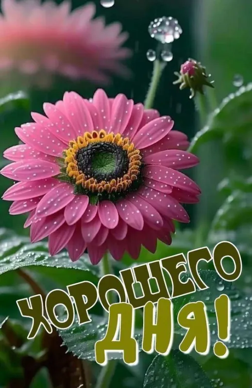 100+ картинок "Хорошего и доброго дня" . Картинки "Хорошего и доброго дня"