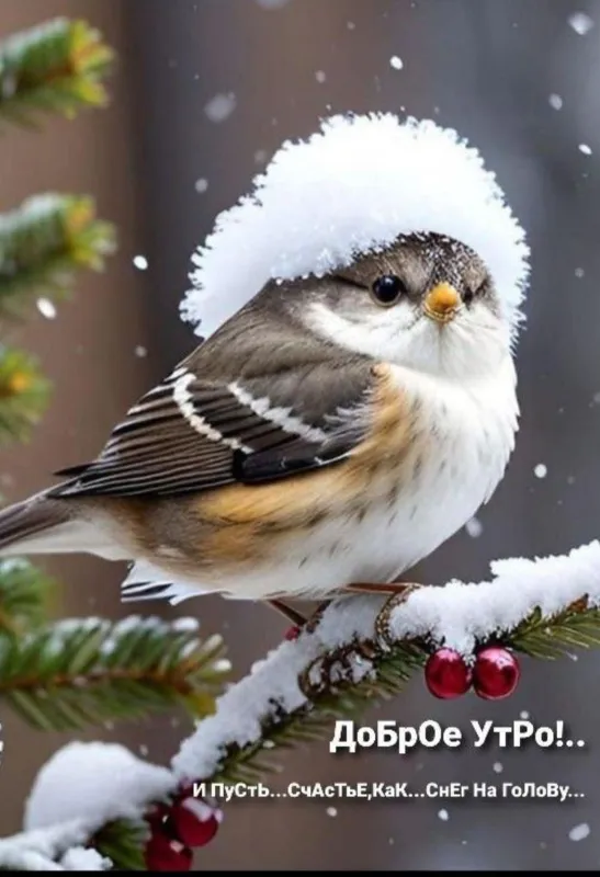 Красивые снежные картинки "Доброе утро". Доброе снежное утро - картинки со снегом