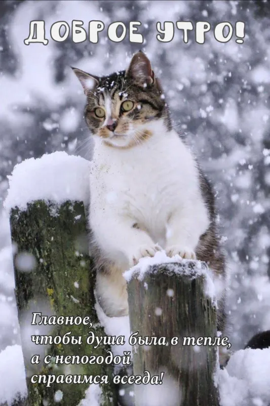 Красивые снежные картинки "Доброе утро". Доброе снежное утро - картинки со снегом