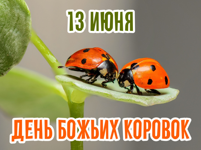Картинки с Днем божьих коровок (13 открыток)