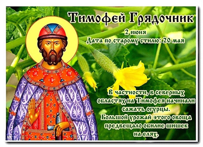 Картинки Тимофей Грядочник (18 открыток)